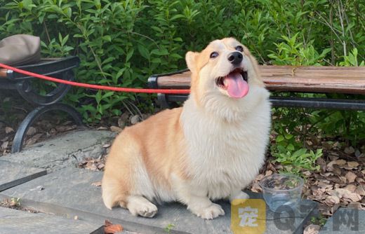 柯基夏天掉毛嚴(yán)重怎么辦？